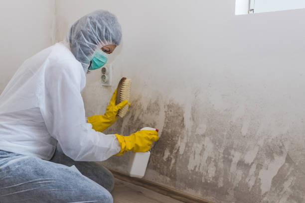 Best Emergency Mold Remediation in Doolittle, TX