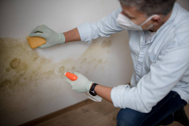Best Localized Mold Remediation (e.g., coastal areas, humid climates) in Doolittle, TX