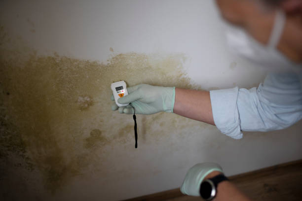 Best Health and Safety Mold Remediation in Doolittle, TX