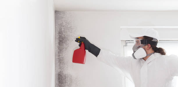 Professional Mold Remediation in Doolittle, TX