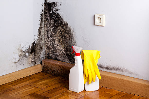 Best Preventive Mold Services in Doolittle, TX