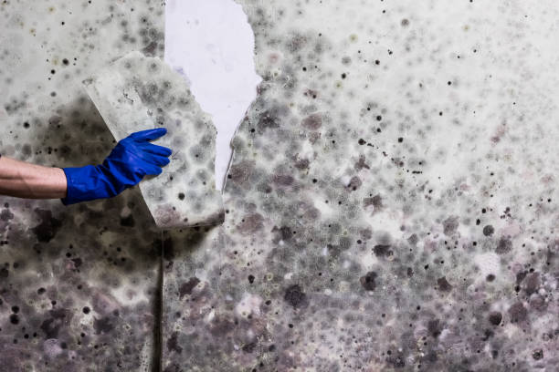 Best Kitchen Mold Remediation in Doolittle, TX