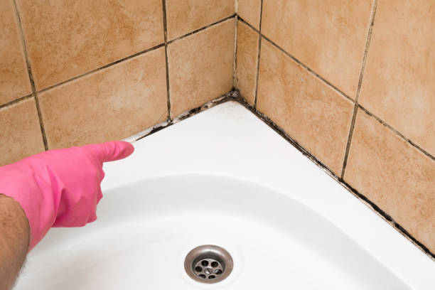 Best Residential Mold Remediation in Doolittle, TX